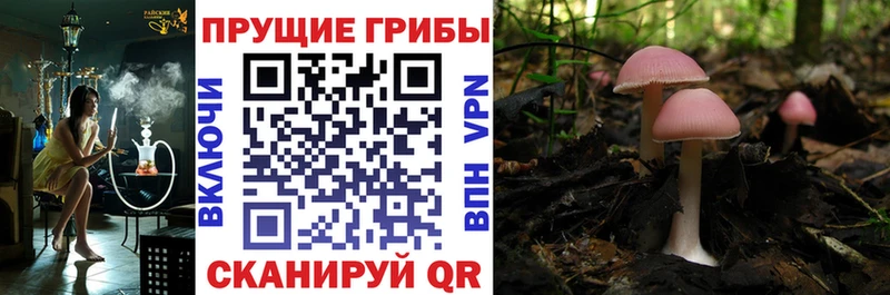Псилоцибиновые грибы GOLDEN TEACHER blacksprut ссылка Клинцы