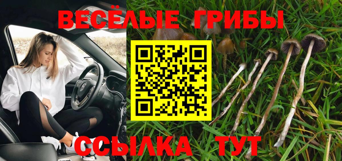 Галлюциногенные грибы прущие грибы  Вход с VPN  Клинцы 